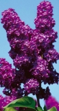Šeřík stromkový, fialový - balené zboží
