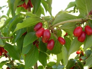 Macrocarpa, červený stromkový - balené zboží
