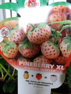 Pineberry-jednoplodící