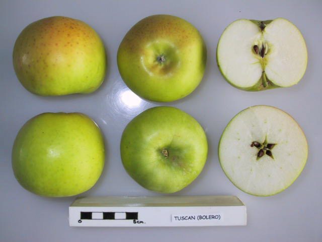 Plody jabloně Bolero a jejich řez – National Fruit Collection