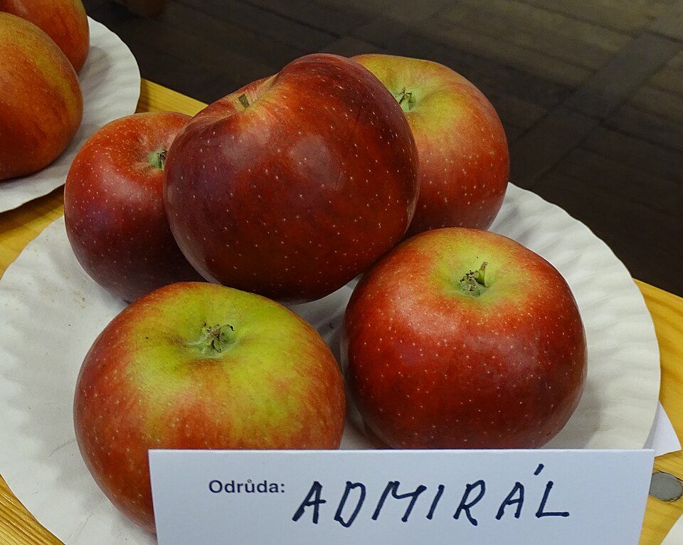 Odrůda Admirál – referenční fotografie