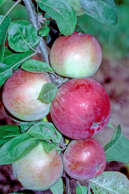Odrůda Red Melba – referenční fotografie