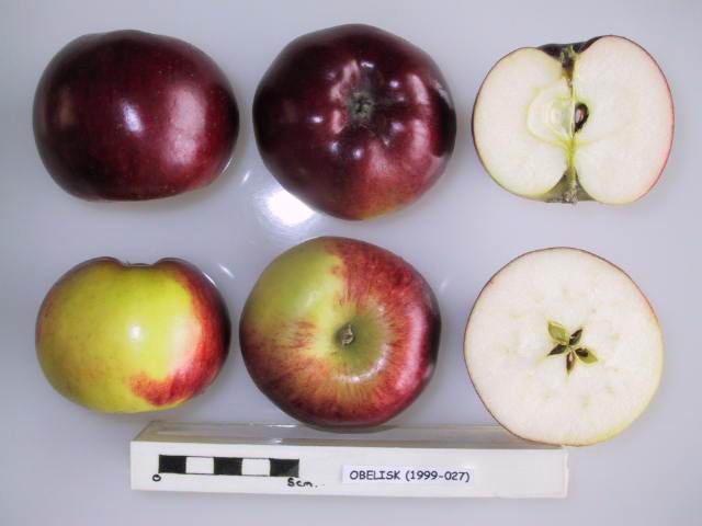 Plody jabloně Flamenco a jejich řez – National Fruit Collection