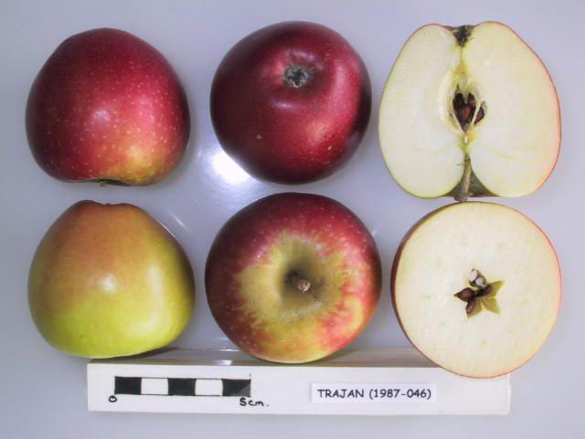 Plody jabloně Polka a jejich řez – National Fruit Collection